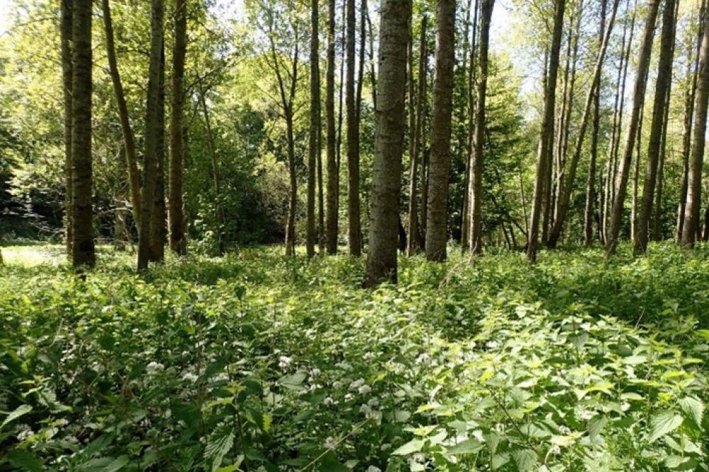 Photograph providing an example of Non-native poplar plantation (NVC W6).