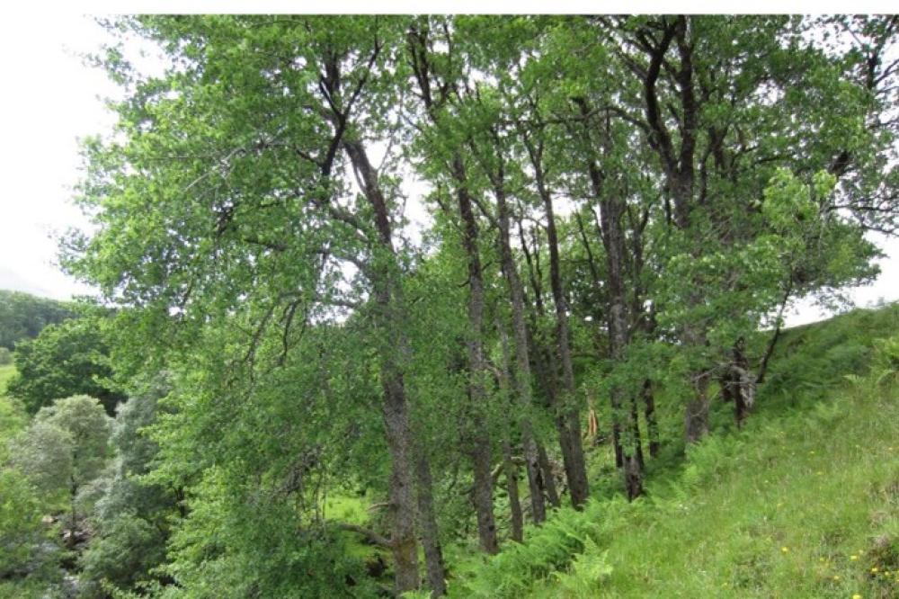Photograph providing an example of Native aspen woodland (NVC W11).