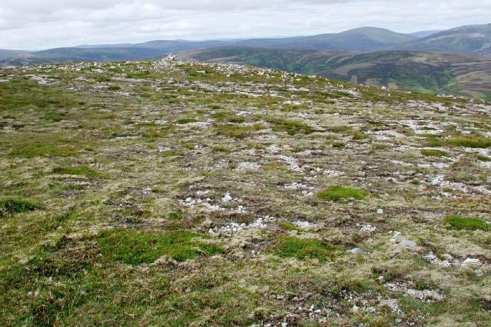 Photograph providing an example of Montane prostrate Calluna heath (NVC H14).