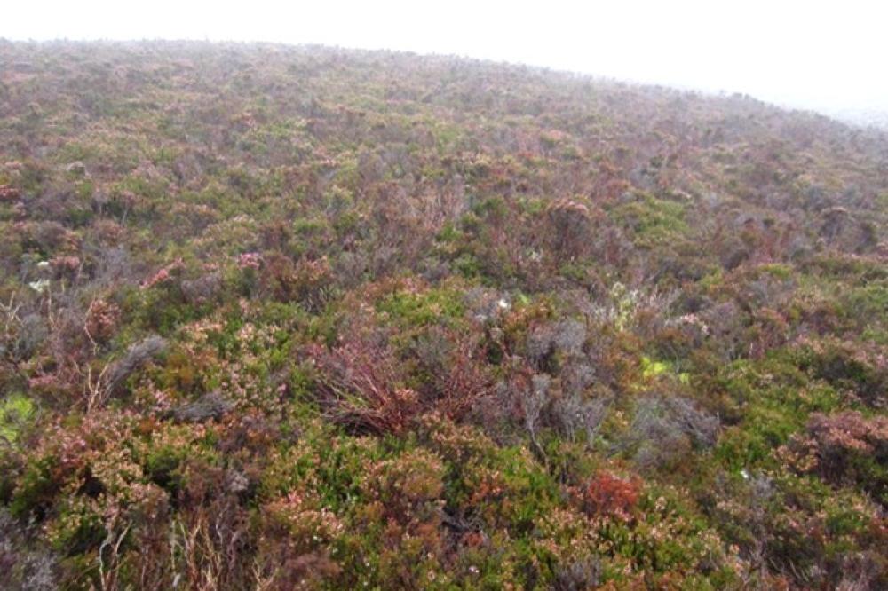 Photograph providing an example of Species-poor Calluna heath (NVC H9).