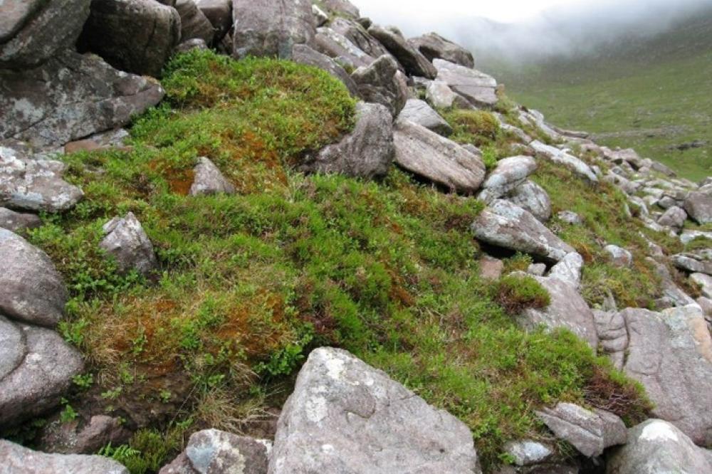Photograph providing an example of Liverwort-rich Calluna heath (NVC H21b).