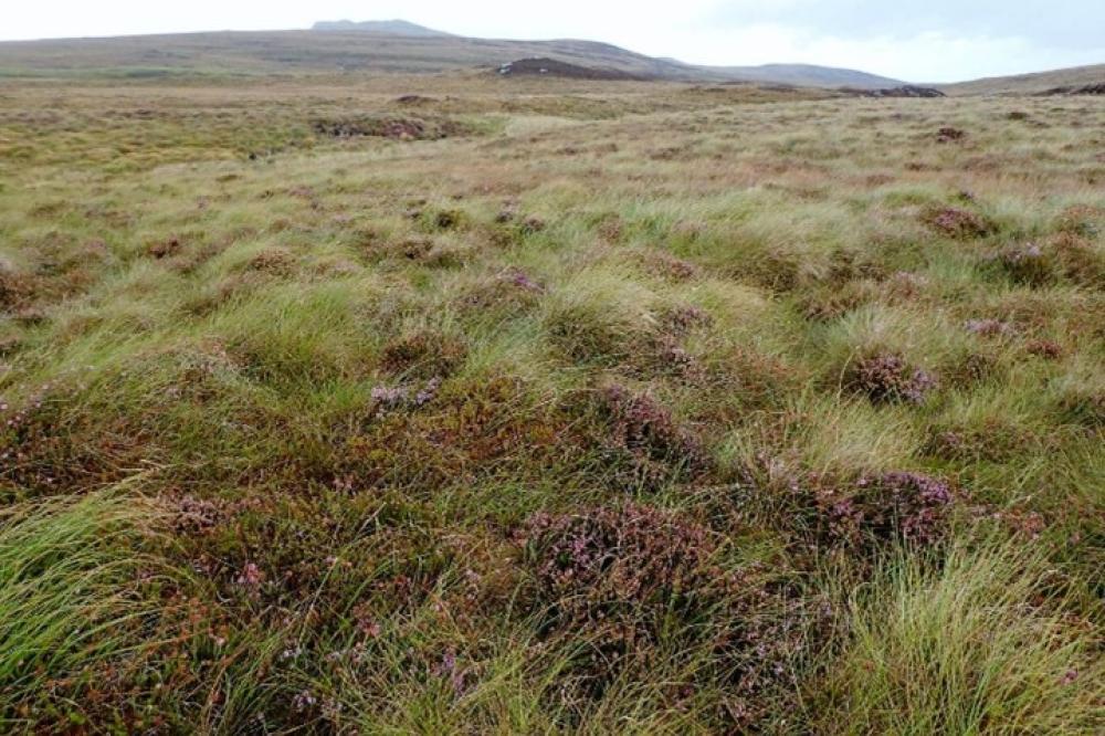 Photograph providing an example of Blanket bog (NVC M17/M19).
