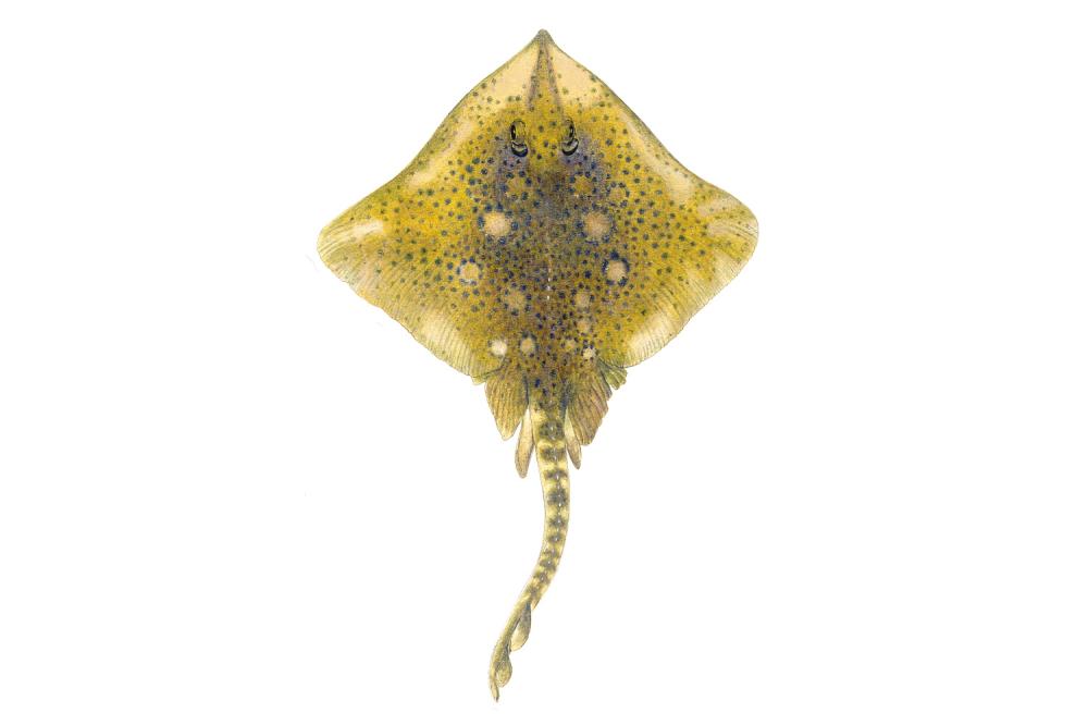 Illustrations of skate by Dietrich donated by the Scottish Sea Angling Conservation Network