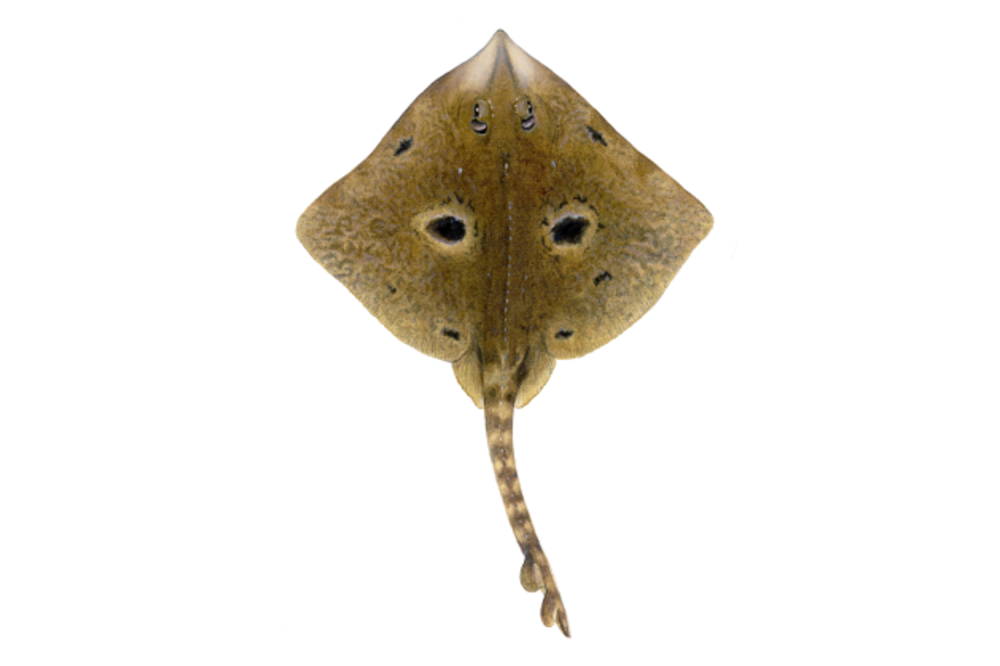 Illustrations of skate by Dietrich donated by the Scottish Sea Angling Conservation Network