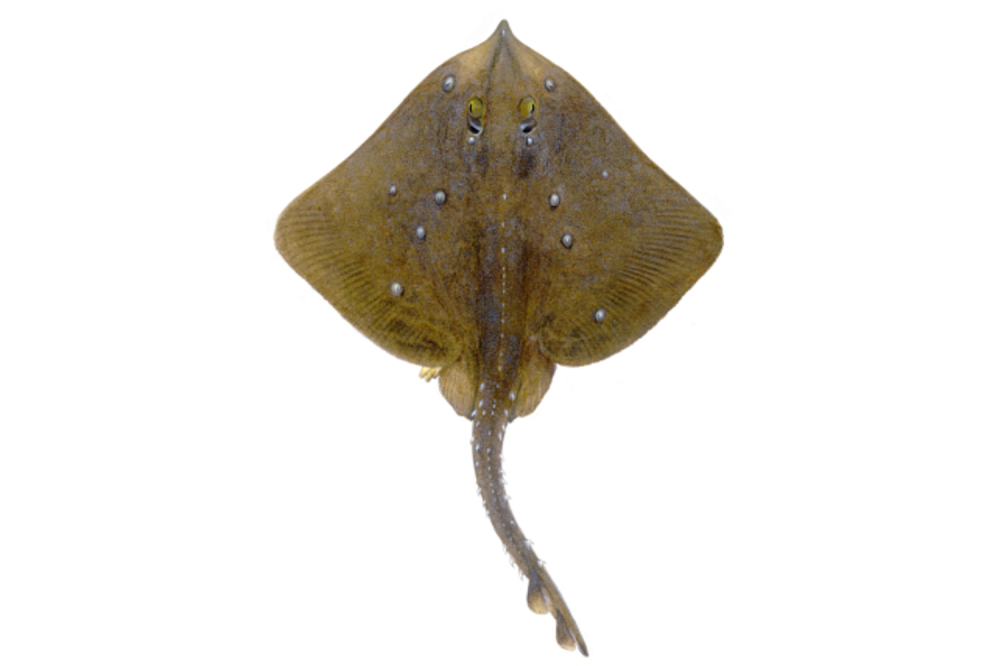 Illustrations of sharks by Dietrich donated by the Scottish Sea Angling Conservation Network