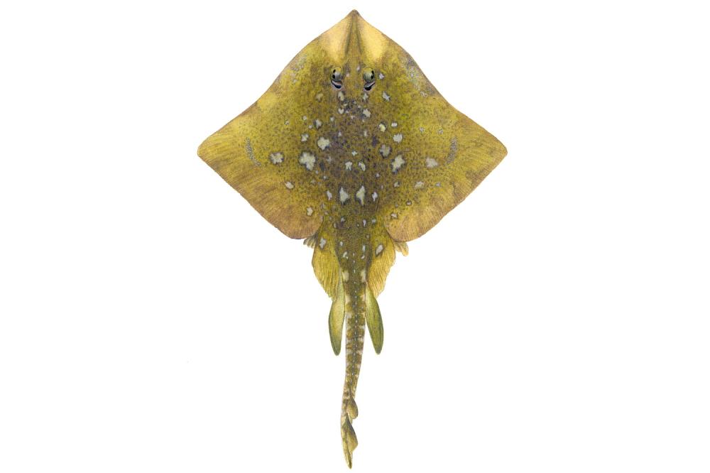 Illustrations of skate by Dietrich donated by the Scottish Sea Angling Conservation Network
