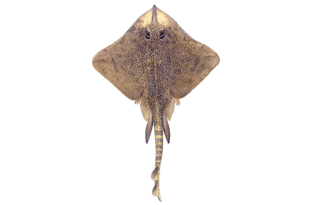 Illustrations of skate by Dietrich donated by the Scottish Sea Angling Conservation Network