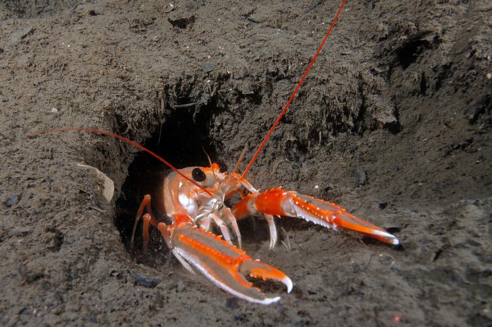Nephrops emerging from its burrowed mud home