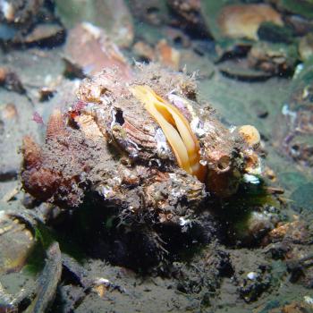 Close up of horse mussel bed, Modiolus modiolus, with the sea squirt, Pyura microcosmus. Graham Saunders © SNH. All rights reserved. Please contact CMEU for details - snhmarinephotos@nature.scot