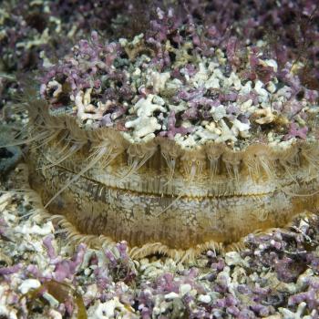 A queen scallop Aequipecten opercularis on maerl. Photographer: Rob Cook. © SNH. All rights reserved. Please contact CMEU for details - snhmarinephotos@nature.scot
