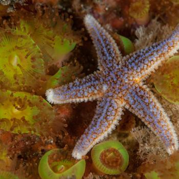 A common starfish on jewel anemones