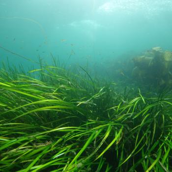 A seagrass bed with small fish swimming above.