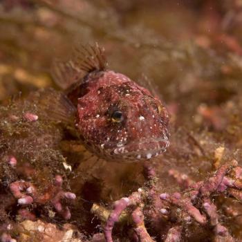Longspined sea-scorpion perfectly camouflaged on a maerl bed