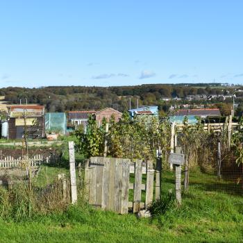 GI - Middlefield Greenspace and Regeneration Project - Image 10