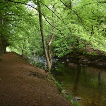 Newbattle Forest path by stream