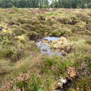 Horseshoe shaped cell bunds with a small pool of water. Mosses and heather and other peatland plants growing around it.