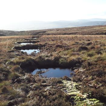 Peatland landscape after drain re-profiling showing new pools forming behind the peat dams and raising the water table to help rewet the peatland.
