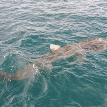 Basking shark at the surface of the water