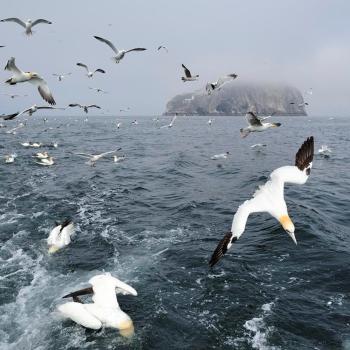 Gannets, Bass Rock, Forth and Borders Area