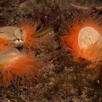Three bright orange flame shells on a flame shell bed.
