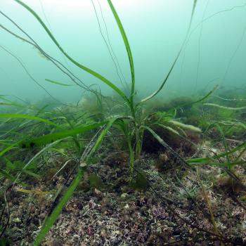 A soft boarder where a mearl bed habitat merges into a seagrass habitat, both Priority Marine Features.