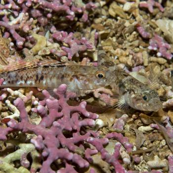 Two small fish above a maerl bed