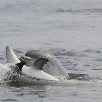 Two juvenile bottlenose dolphins playing