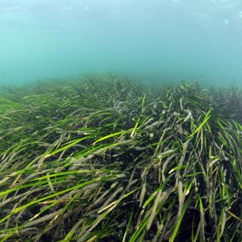 A seagrass bed