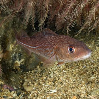 A cod in Loch Carron