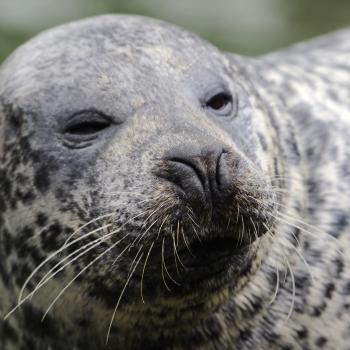 A common or harbour seal