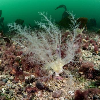 Coarse gravel with burrowing sea cucumbers, Loch Carron
