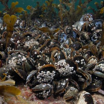 A bed of blue mussels
