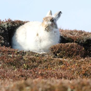 Mountain hare in white winter coat sitting in a scrape.