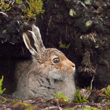 Juvenile mountain hare in summer coat at a burrow entrance - Copyright  Laurie Campbell