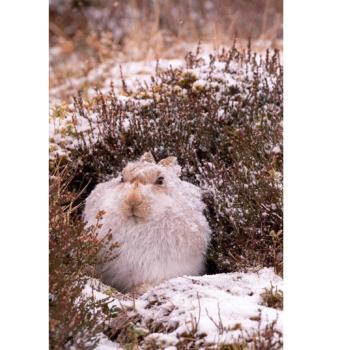 Mountain hare in white winter coat at the entrance to a form - Copyright Neil McIntyre