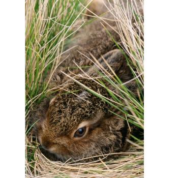 Mountain hare leveret hiding in vegetation - Copyright Laurie Campbell