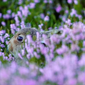 Mountain hare leveret hiding in purple heather - Copyright Laurie Campbell
