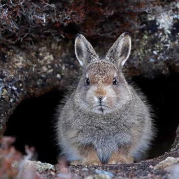 Mountain hare leveret at a burrow entrance - Copyright Neil McIntyre
