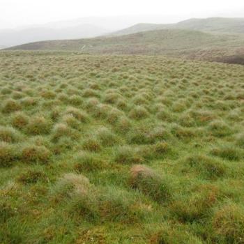 Photograph providing an example of Modified blanket bog (NVC M20).