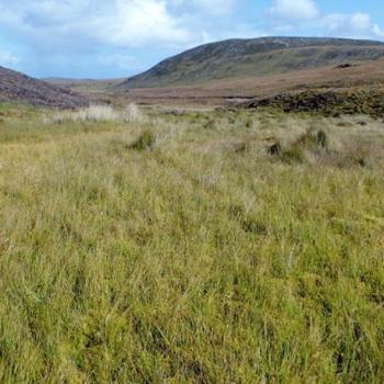 Photograph providing an example of Acidic sedge mire (NVC M6b).