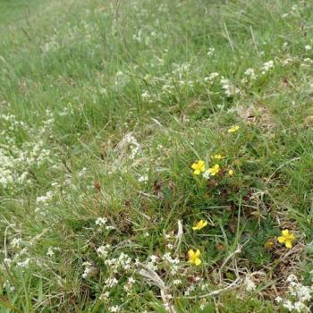 Photograph providing an example of Typical acid grassland (NVC U4a).