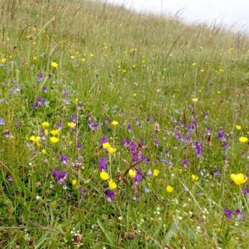 Photograph providing an example of Species-rich acid grassland (NVC U4c).