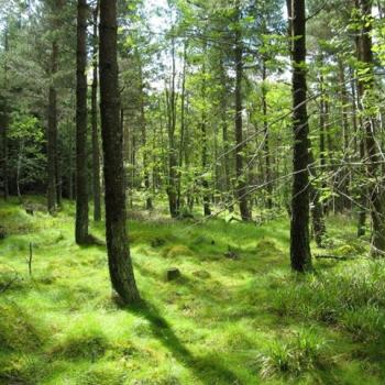 Photograph providing an example of Conifer plantation with good ground vegetation.