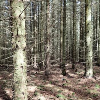 Photograph providing an example of Conifer plantation with poor ground vegetation.