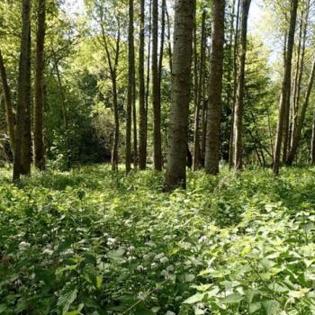 Photograph providing an example of Non-native poplar plantation (NVC W6).