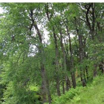 Photograph providing an example of Native aspen woodland (NVC W11).