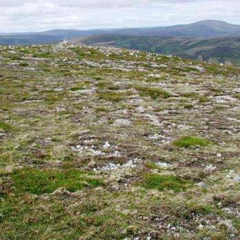 Photograph providing an example of Montane prostrate Calluna heath (NVC H14).