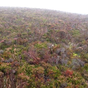 Photograph providing an example of Species-poor Calluna heath (NVC H9).