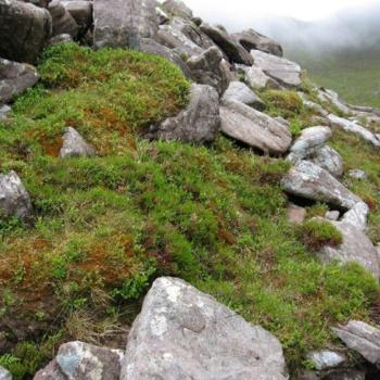 Photograph providing an example of Liverwort-rich Calluna heath (NVC H21b).