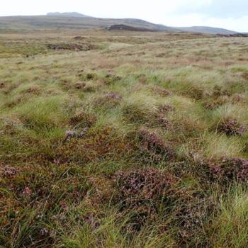 Photograph providing an example of Blanket bog (NVC M17/M19).